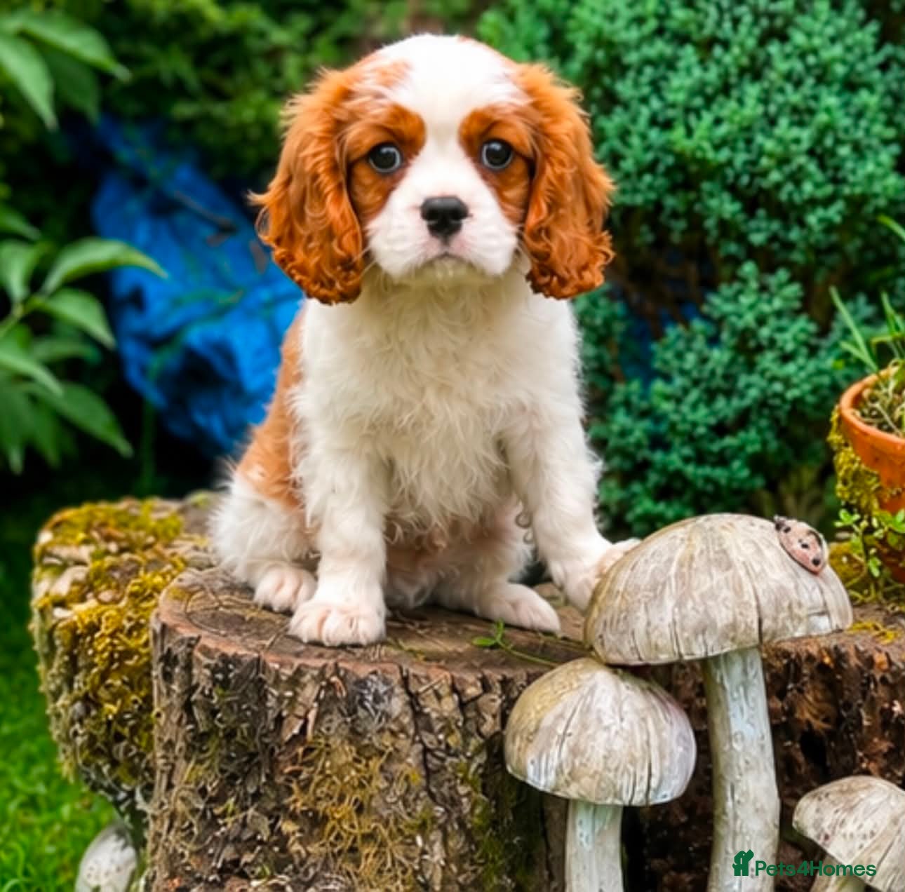 Cavalier King Charles Spaniel dogs KC. C.K.C.S from Champion Show Lines - Advert 2