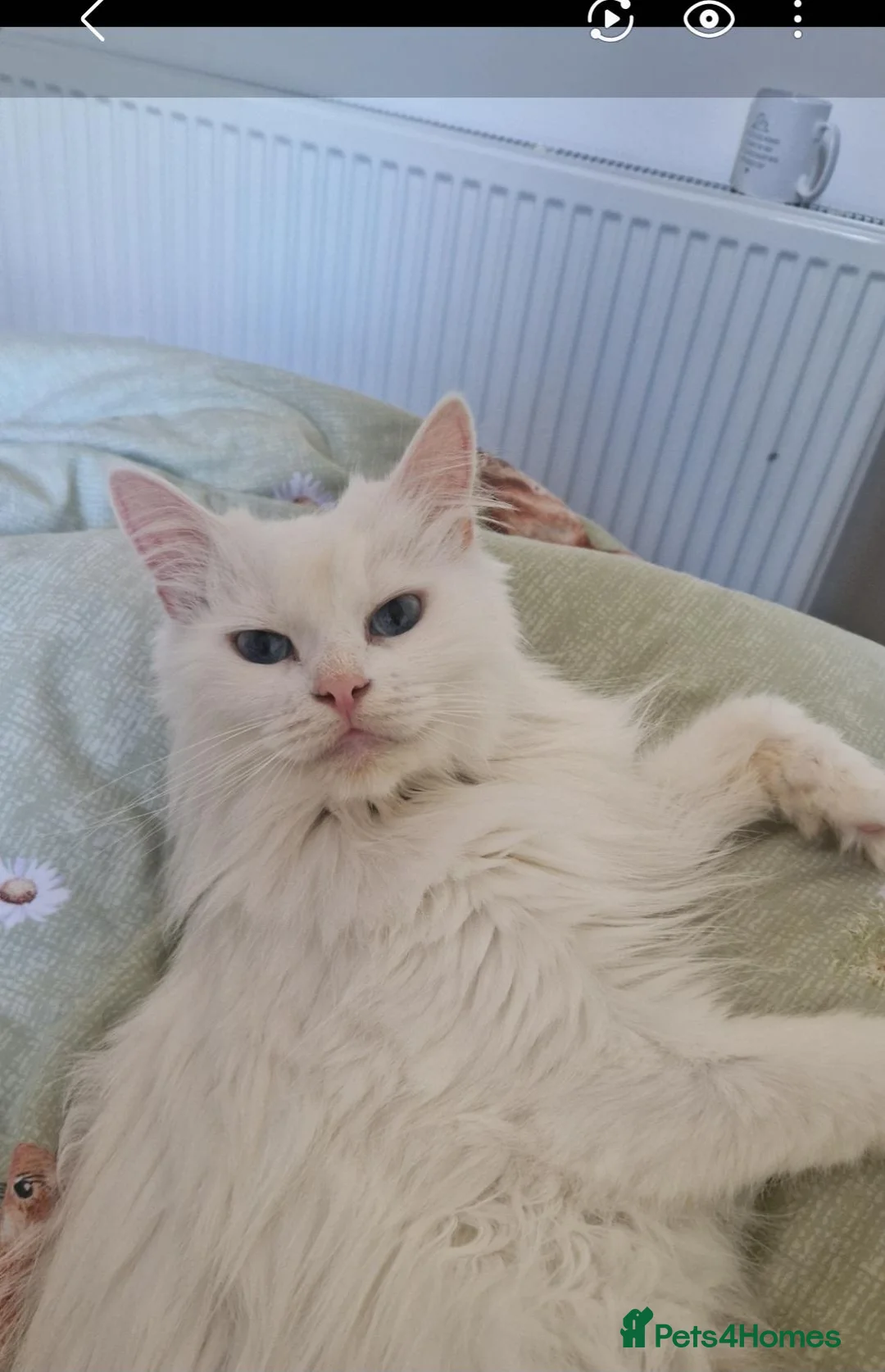 Maine Coon cats for sale: Kittens ready for forever home - Advert 1