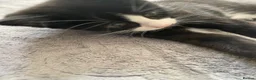 Mixed Breed cats for sale: Two beautiful black & white female kittens - Advert 33