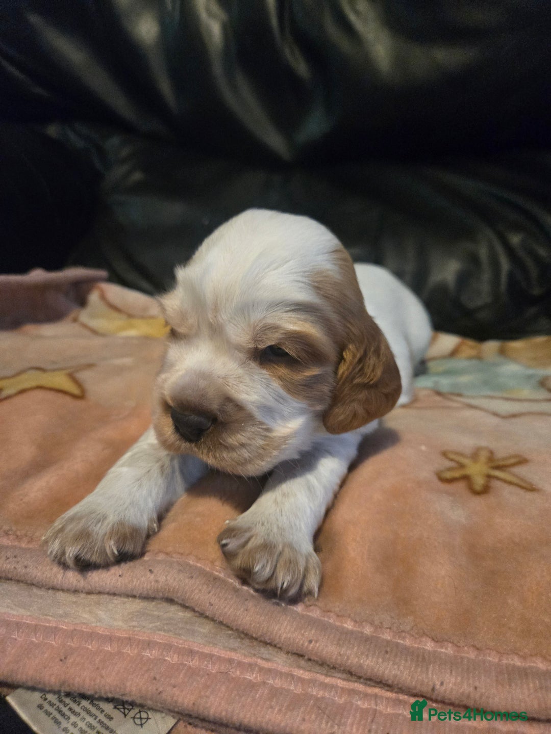 Mixed Breed dogs for sale: Beautiful Cockalier Puppies - Advert 7