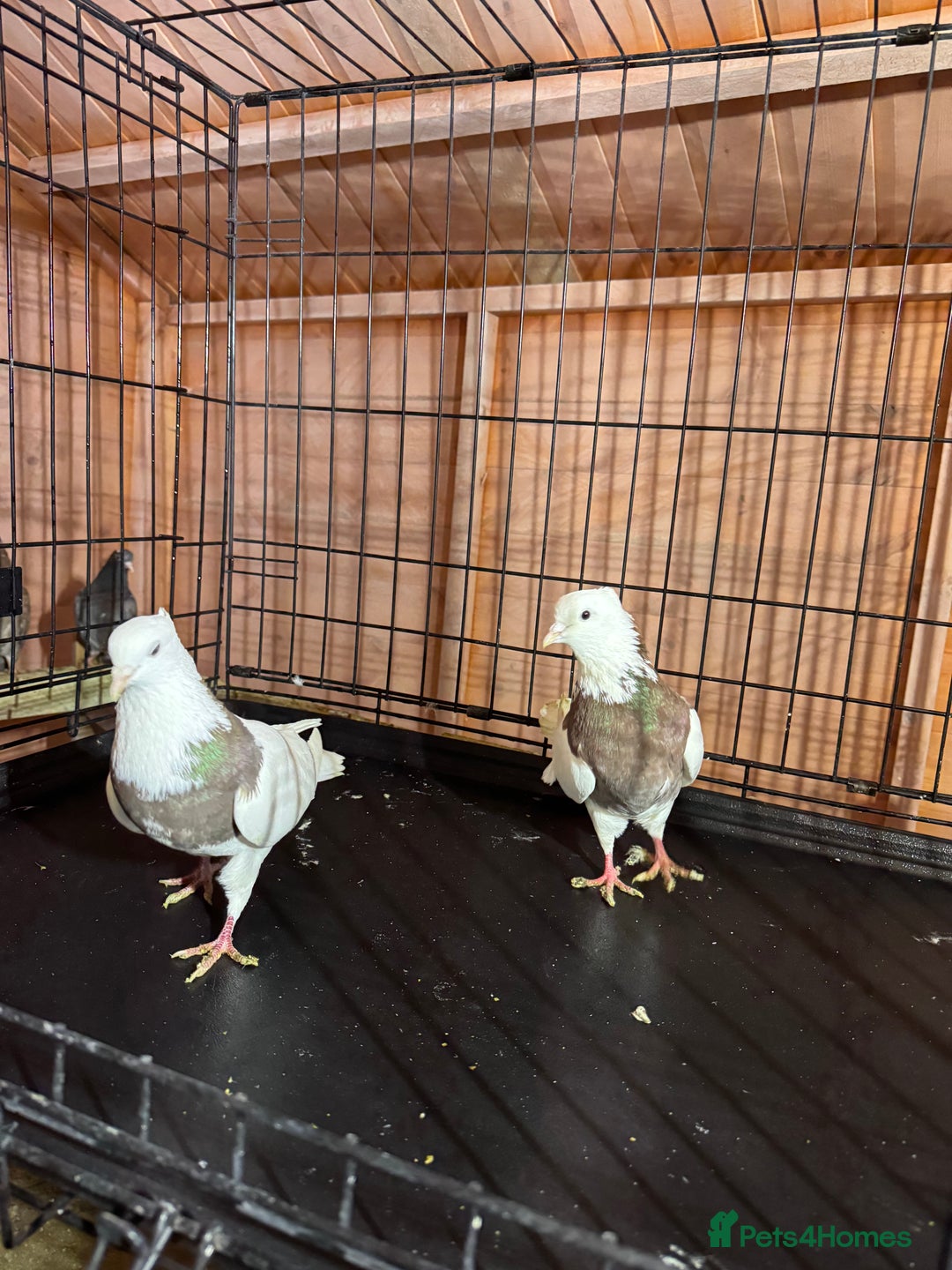 Pigeons birds for sale: Pigeon  - Advert 2