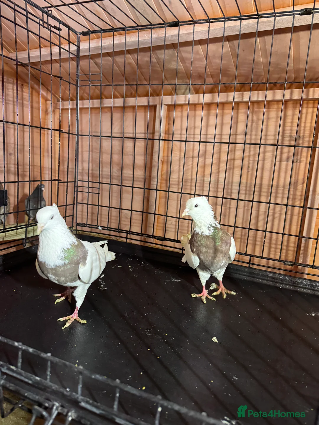 Pigeons birds for sale: Pigeon  - Advert 2