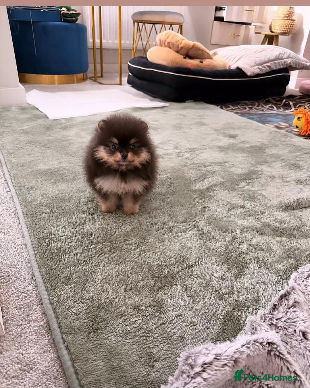 Pomeranian dogs RARE in size True mini 2💙 1🩷 LEFT 40+🏆 lines - Advert 6