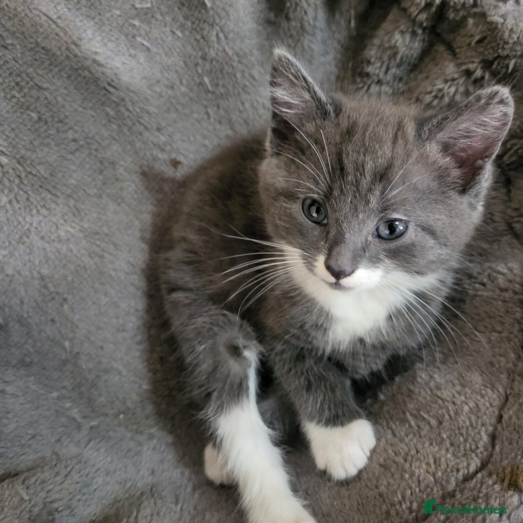 Mixed Breed cats for sale: 4 kittens ready for homes  - Advert 6