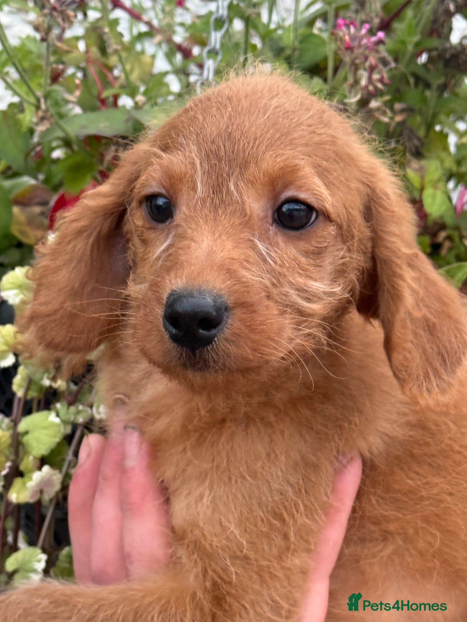 Labradoodle dogs Ready Now F1B Miniature Labradoodles.  - Advert 5