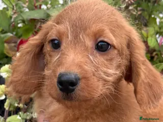 Labradoodle dogs Ready Now F1B Miniature Labradoodles. - Advert 5