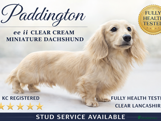 Miniature Dachshund dogs Cream Long-haired miniature Dachshund kc reg in Blackburn - Advert 19