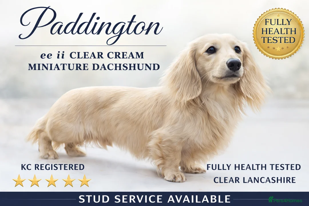 Miniature Dachshund dogs for stud: Cream Long-haired miniature Dachshund kc reg in Blackburn - Advert 2
