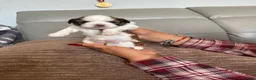 Lhasa Apso dogs for sale: Gorgeous Lhasa Apso KC registered  in Consett - Advert 12