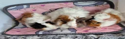 Guinea Pig rodents for sale: Baby Female Guinea Pigs Funky/Aby - Advert 1