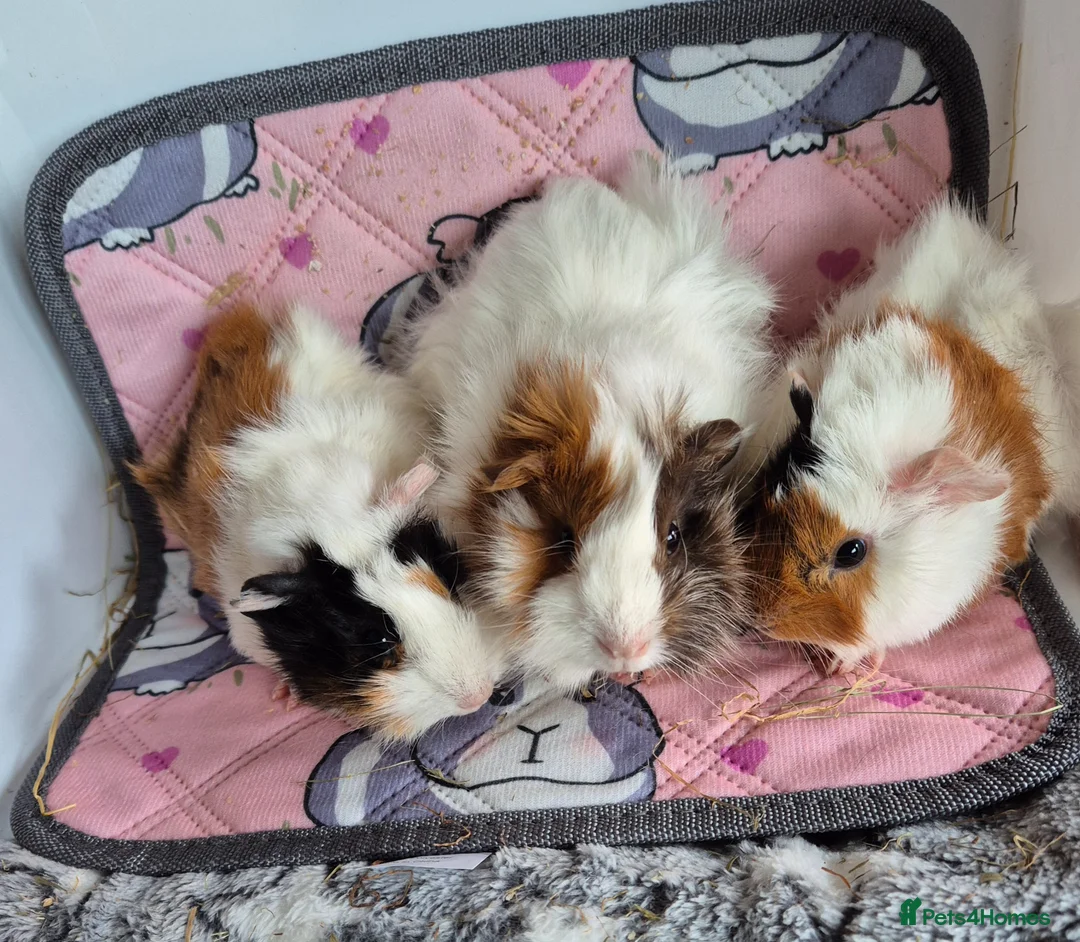 Guinea Pig rodents for sale: Baby Female Guinea Pigs Funky/Aby - Advert 1