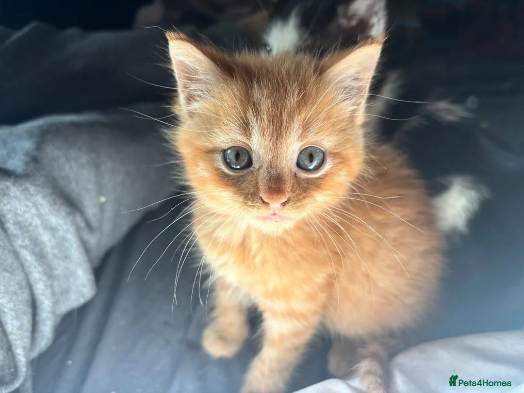 Mixed Breed cats for sale: Kittens ready now - Advert 2