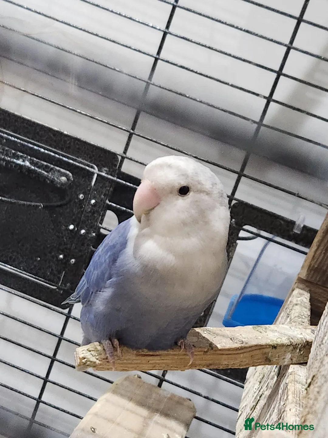 Lovebirds birds for sale: Beautiful couple lovebirds  - Advert 3