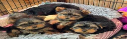 Yorkshire Terrier dogs for sale:  Yorkshire Terrier puppies. - Advert 19