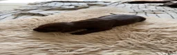 German Shorthaired Pointer dogs for sale: Litter of nine family raised GSPs  - Advert 18
