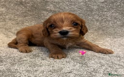 Cavapoo dogs for sale: Fully health tested Cavapoo pups🐶🎅 **   - Advert 3