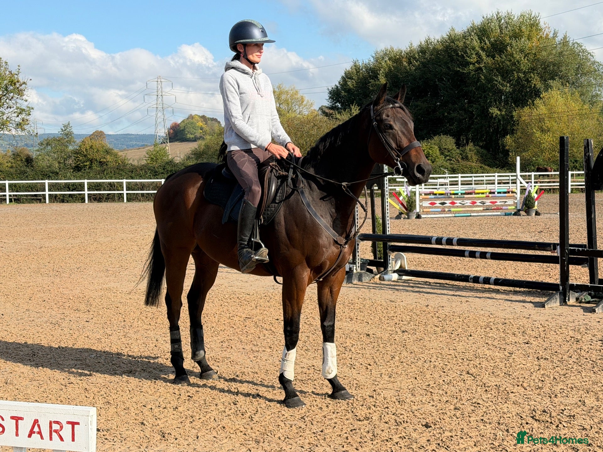 Irish Thoroughbred horses for sale: Smartie  - fun loving allrounder type  - Advert 2