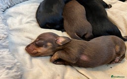 Miniature Dachshund dogs for sale: Adorable Mini Dachshunds  - Image 5