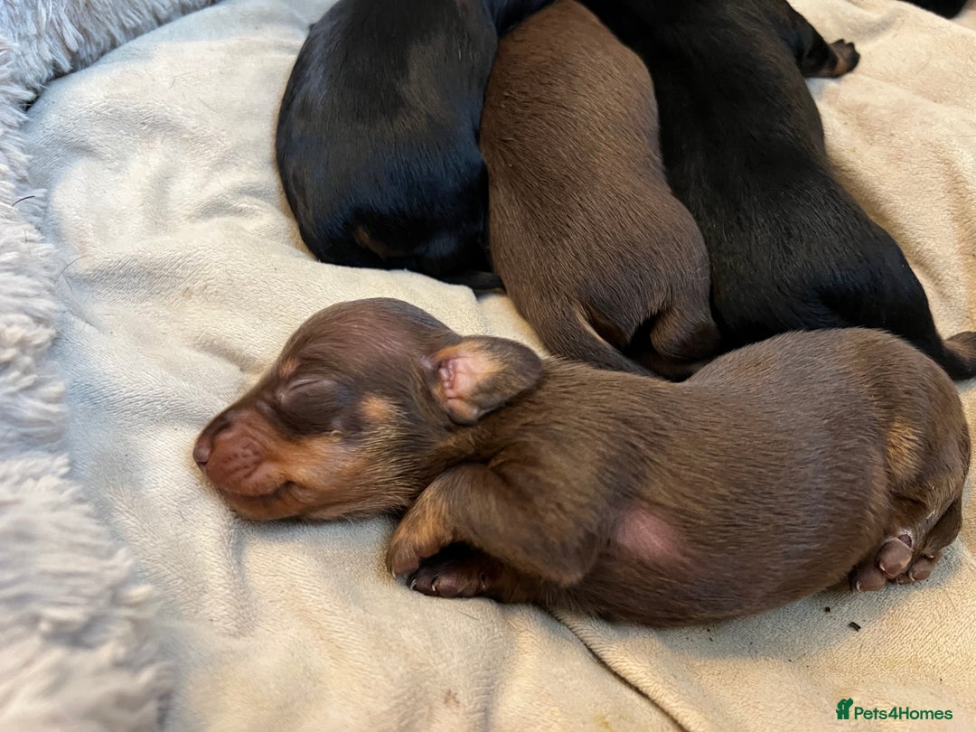 Miniature Dachshund dogs for sale: Adorable Mini Dachshunds  - Image 5