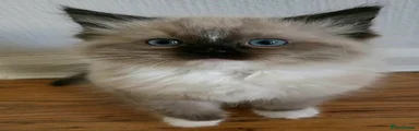Ragdoll Kitten 2