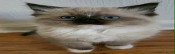 Ragdoll cats for sale: Last gorgeous boy ready for new home!! - Advert 3