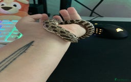 Snake reptiles for sale: Lovely Western Hognose Male - Image 4