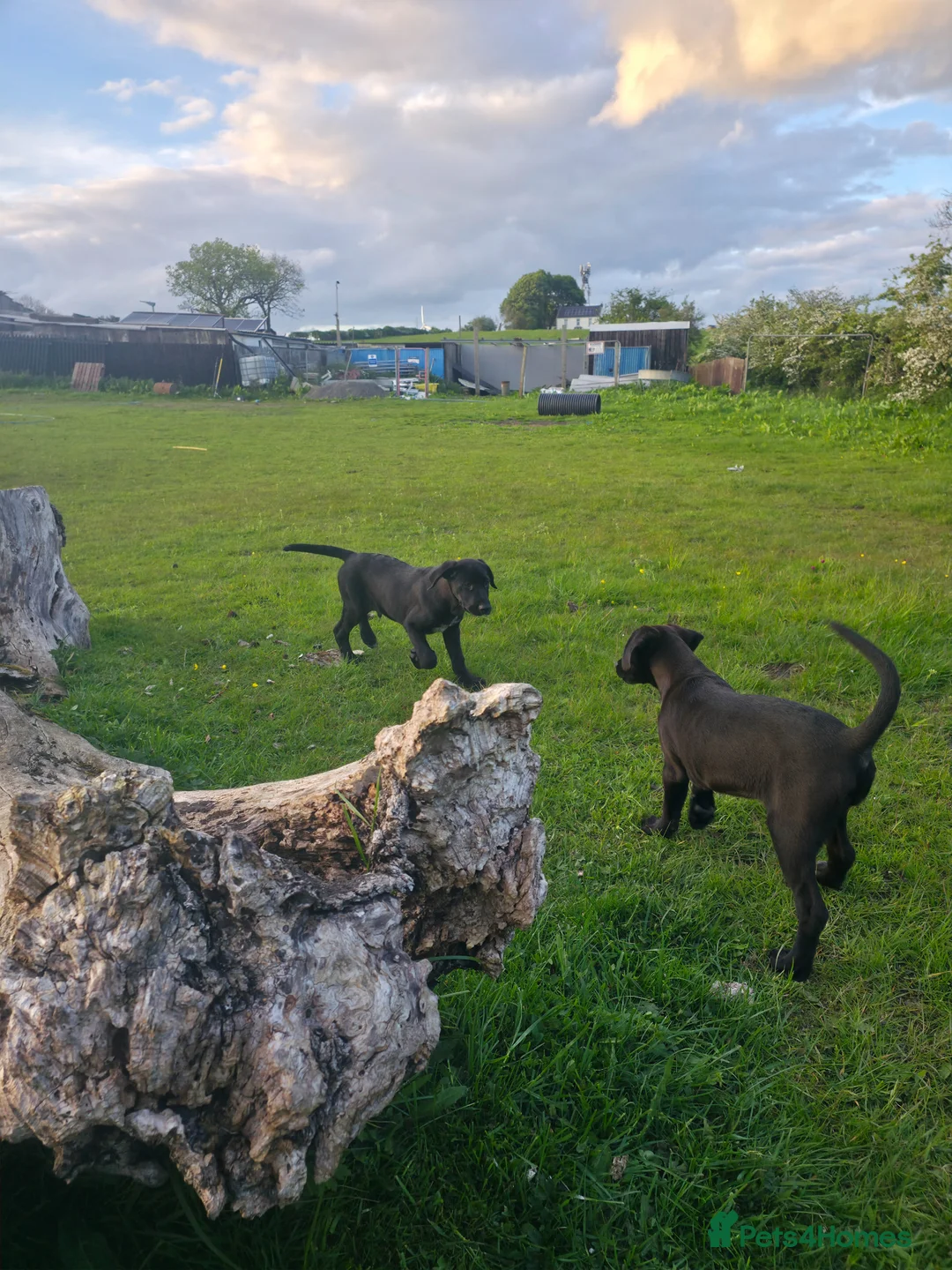 Mixed Breed dogs for sale: Stunning Black Pionter Cross - Advert 2