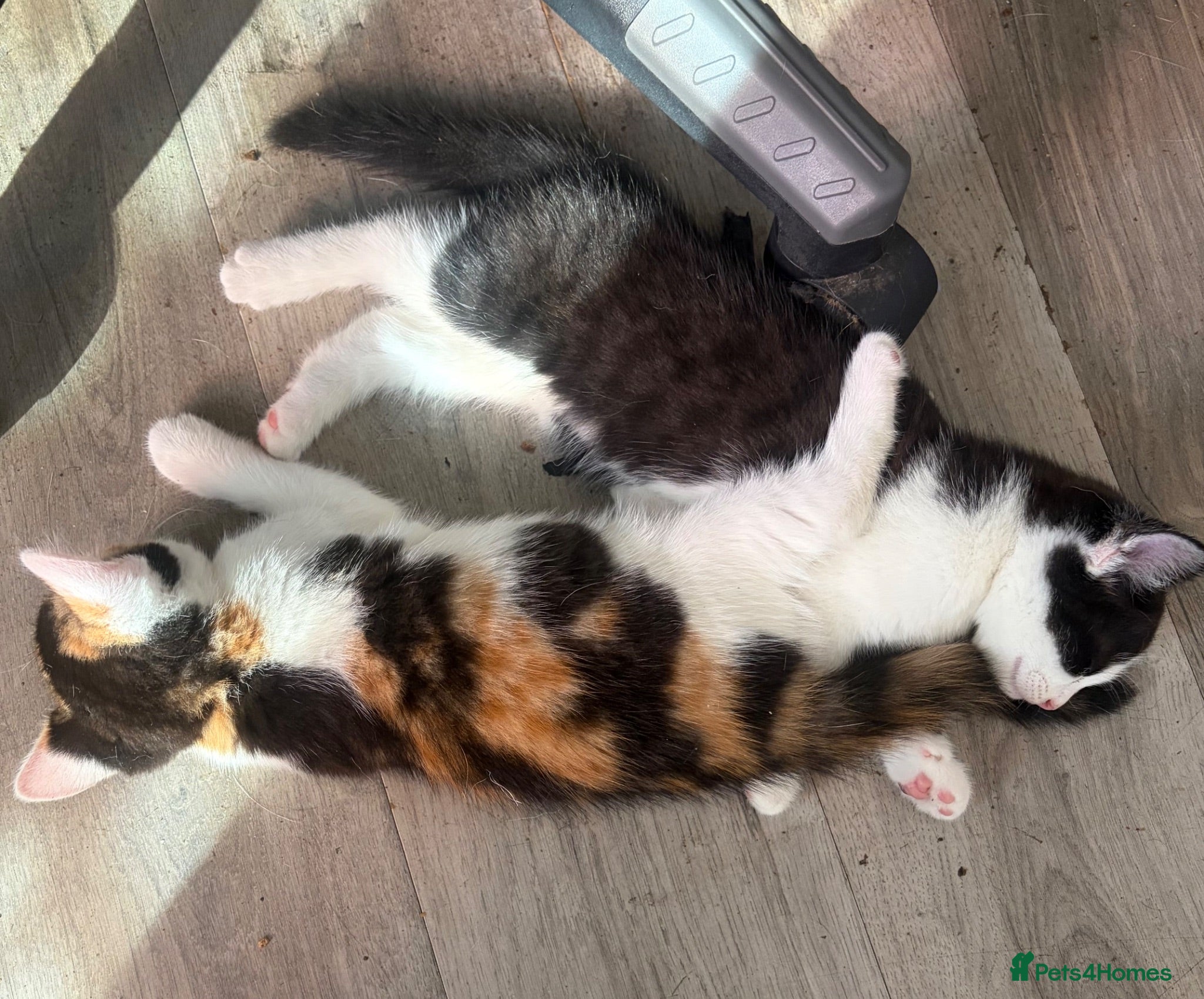 Mixed Breed cats Kittens - Advert 14