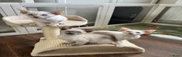 Siamese cats for sale: GCCF registered Siamese kittens in Great Yarmouth - Advert 15