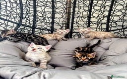 Bengal cats for sale: 🐾Gorgeous Pure Bengals Ready Now🐾 - Image 1