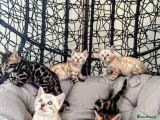 Bengal cats - Advert 1