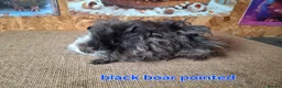 Guinea Pig rodents for sale: Lunkarya  - Advert 16