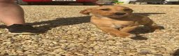 Labrador Retriever dogs for sale: Labrador puppies ready to leave! - Advert 3