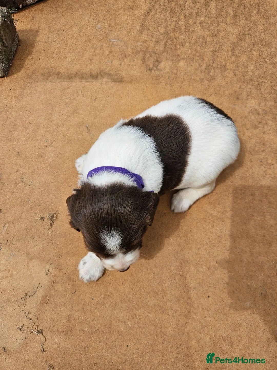 English Springer Spaniel dogs for sale: KC registered liver and white Springer spaniels in Kidderminster - Advert 18