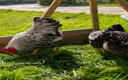Mixed Breed livestock for sale: pekin bantam, silver L.Wyandotte chicks/growers  - Image 3