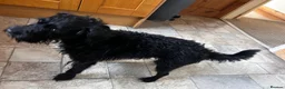Mixed Breed dogs for sale: 2 female Patterpoos - Advert 9