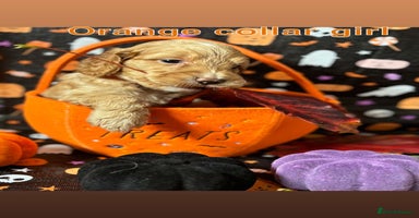 Cockapoo dogs - Advert 14