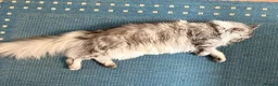 Maine Coon cats for sale:  🐾 Seeking Their Forever Homes Cleo and Dalia 🐾 - Advert 4