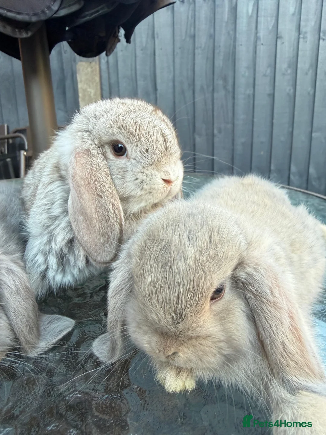 Mini Lop rabbits for sale: Healthy baby rabbits ready for loving homes in Swindon - Advert 2