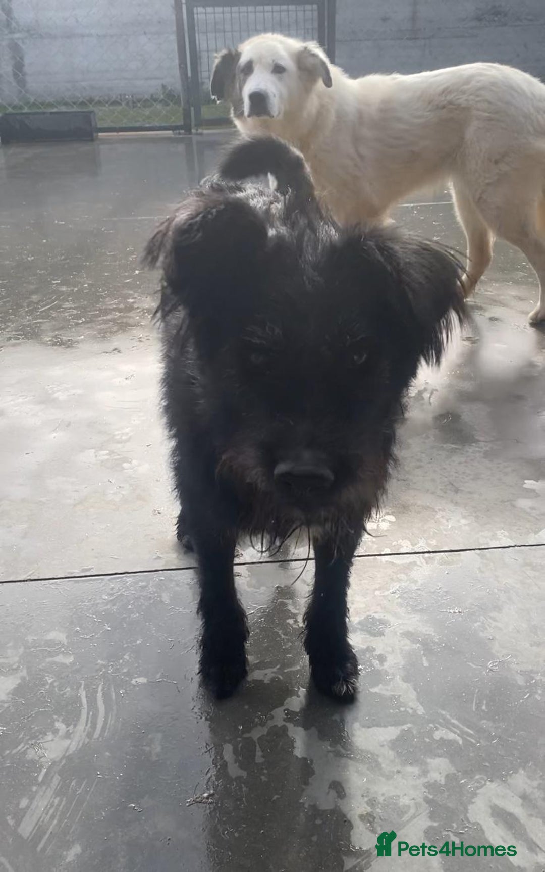 Mixed Breed dogs for adoption: Mildred, 6 yrs old approx. Available for adoption. - Advert 3
