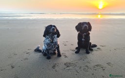 Sprocker dogs for sale: Beautiful Boy Sprocker Spaniel - Image 7
