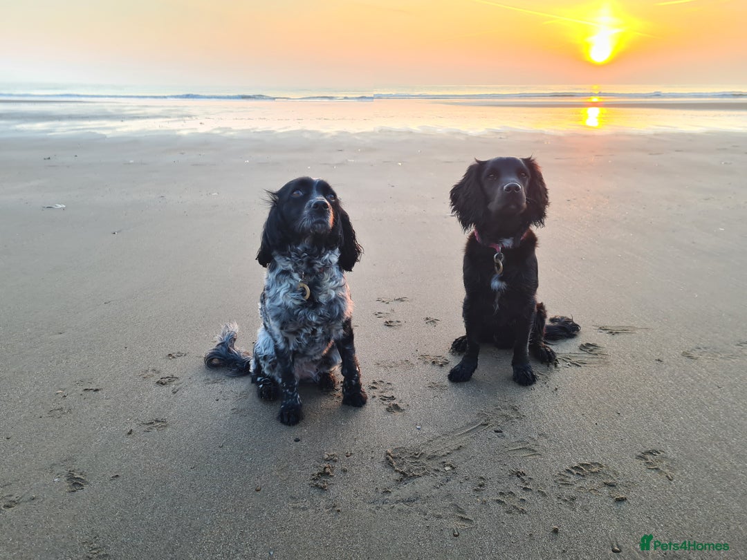 Sprocker dogs for sale: Beautiful Boy Sprocker Spaniel - Image 7