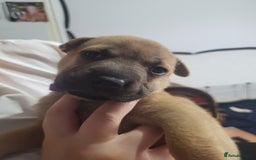 Mixed Breed dogs for sale: Belgian Malinois X Shar-pei puppies  - Image 35