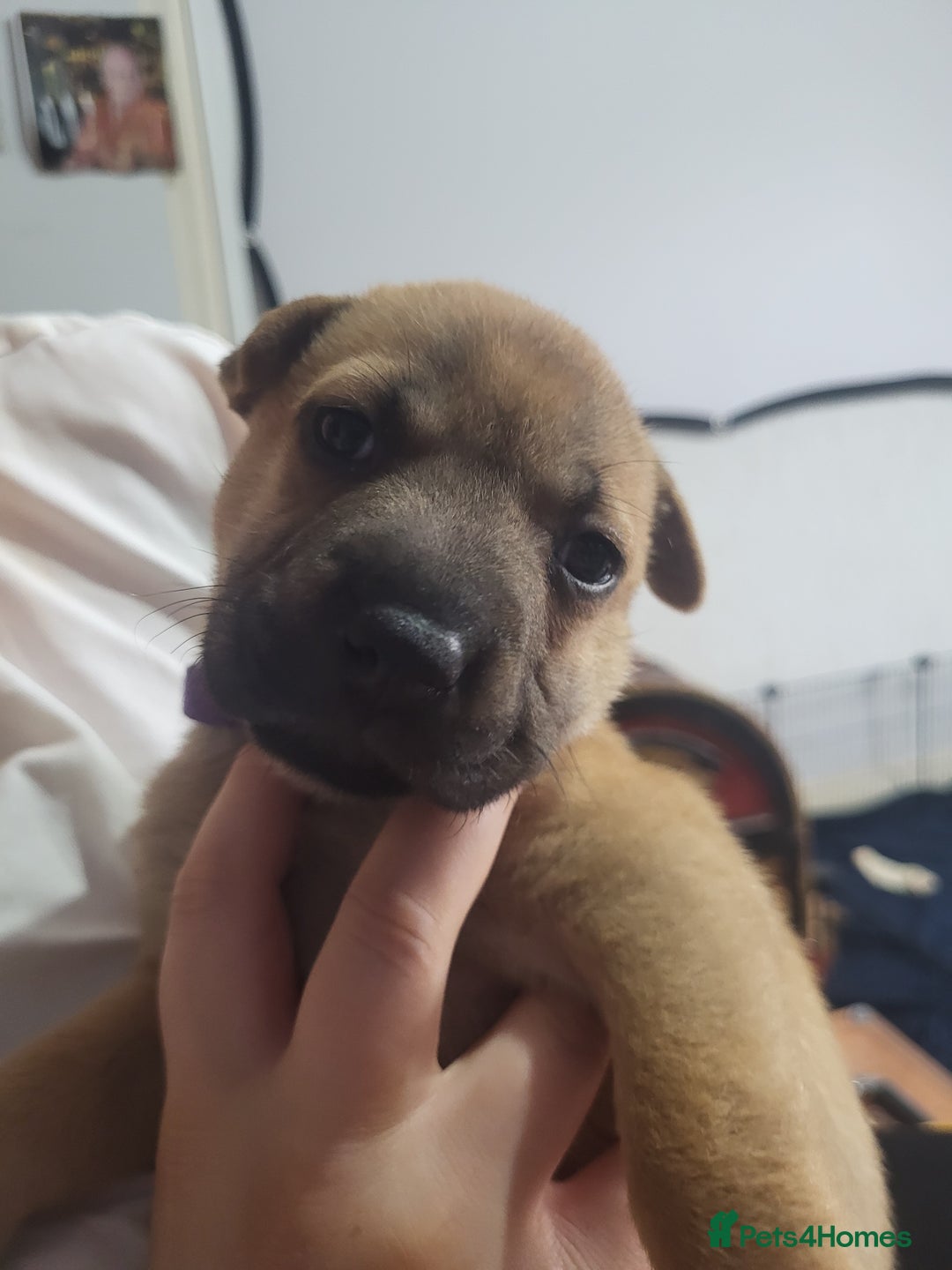 Mixed Breed dogs for sale: Belgian Malinois X Shar-pei puppies  - Image 35