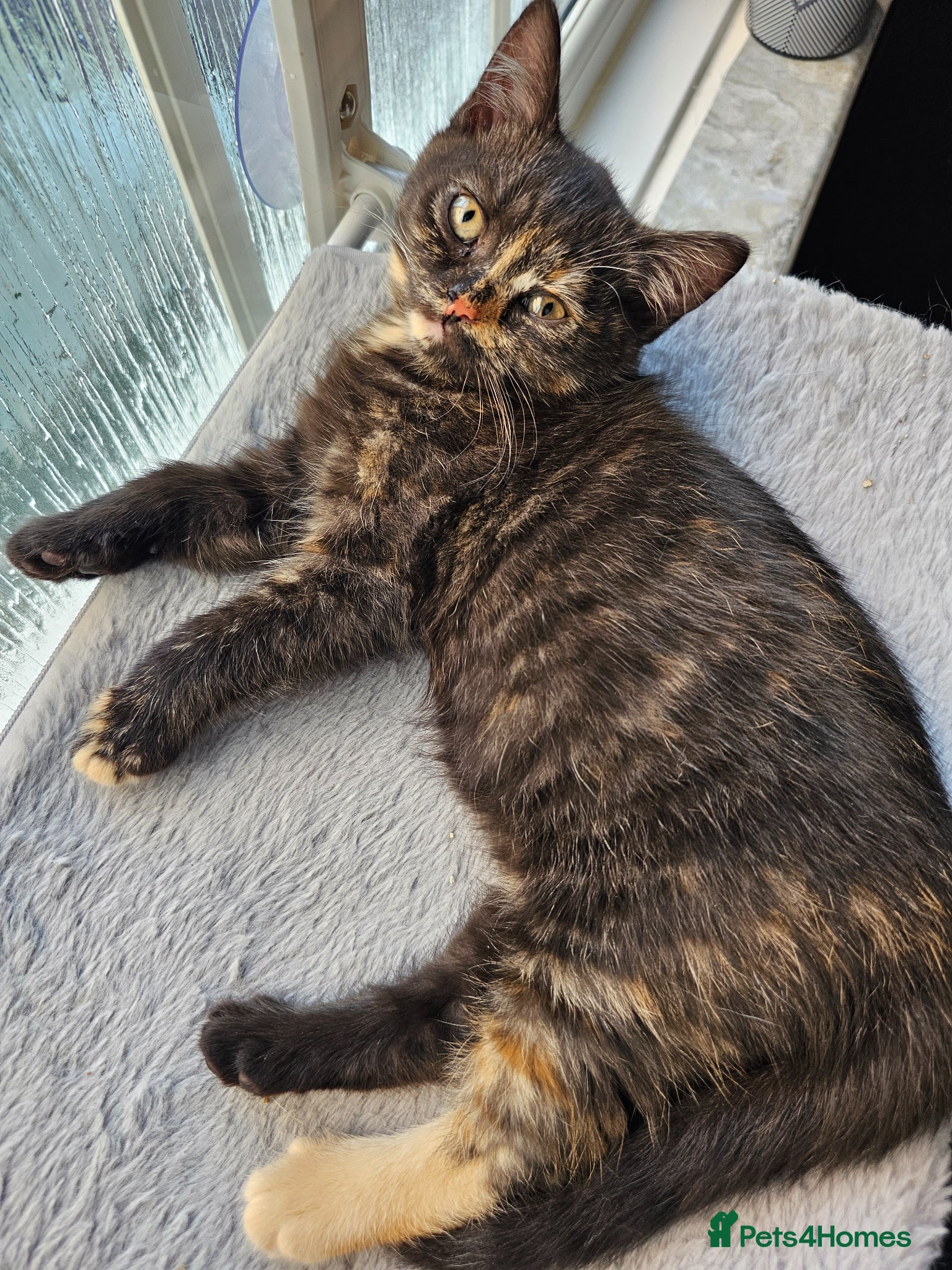 British Shorthair cats Last female British shorthair kitten, ready now - Advert 12