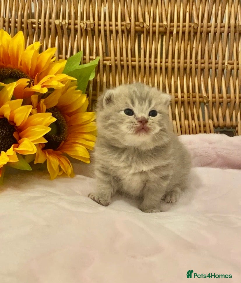 Scottish Fold cats 🧸EXTREMELY RARE TICA FAWN SCOTTISH/BSH 😻🧸 - Advert 18