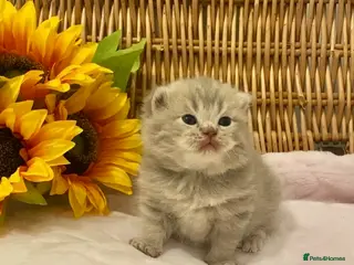 Scottish Fold cats 🧸EXTREMELY RARE TICA FAWN SCOTTISH/BSH 😻🧸 - Advert 18