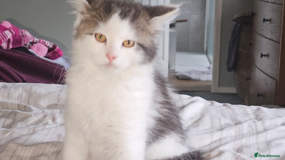 Maine Coon cats for sale: Beautiful Female Mixed Maine Coon kittens - Advert 19