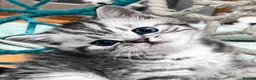 British Shorthair cats for sale: Stunning Classic British shorthair kittens - Advert 11