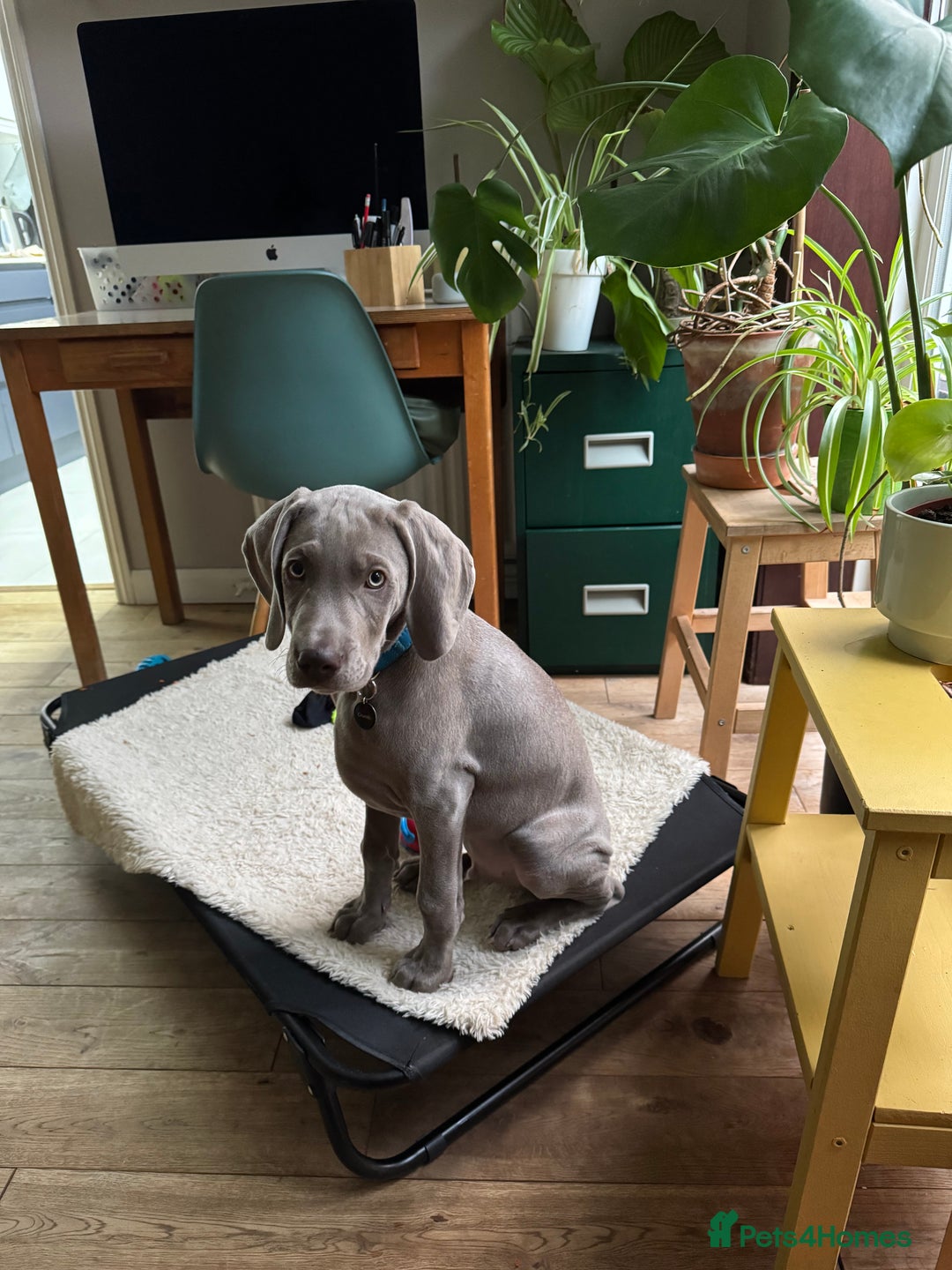 Weimaraner dogs for sale: 12 week boy ready for his forever home. - Advert 6